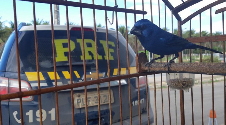 PRF flagra crime ambiental e resgata animais silvestres em trecho baiano da BR 110