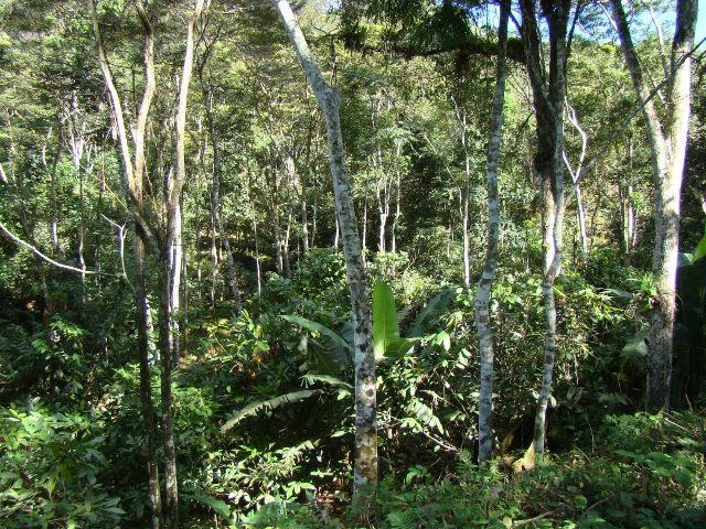 PRESERVAÇÃO AMBIENTAL DA CABRUCA  É NOSSO MAIOR ATIVO ECONÔMICO