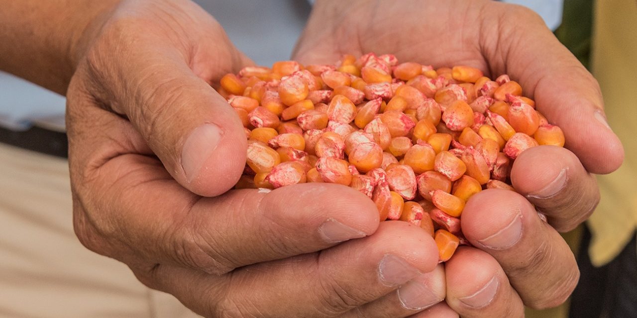 Agricultores familiares recebem doação de 400 kg sementes de milho da Prefeitura de Itabuna