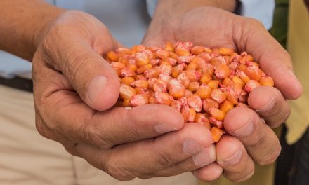 Agricultores familiares recebem doação de 400 kg sementes de milho da Prefeitura de Itabuna