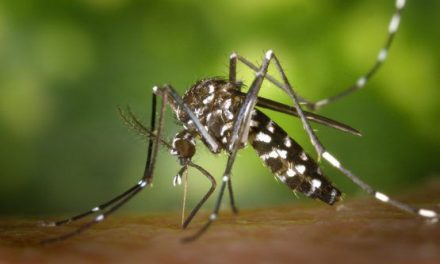Mais de 24,5 mil casos de dengue, zika e chikungunya são registrados na BA esse ano