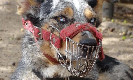 Uso obrigatório de focinheira em cães nas vias públicas de Itabuna será avaliado