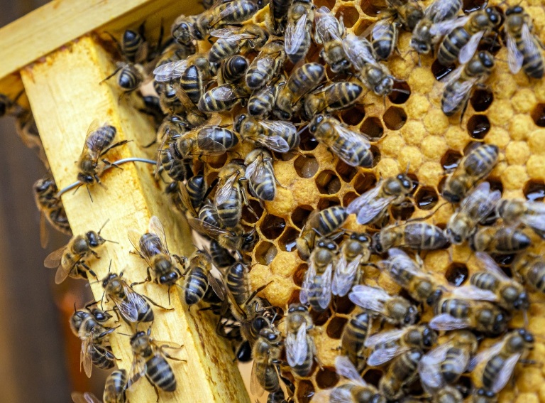 Dia Mundial da Abelha: especialista explica cuidados necessários para criar abelhas em casa