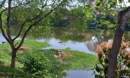 Atividades da Semana do Meio Ambiente em Itabuna começam na próxima segunda (30 )