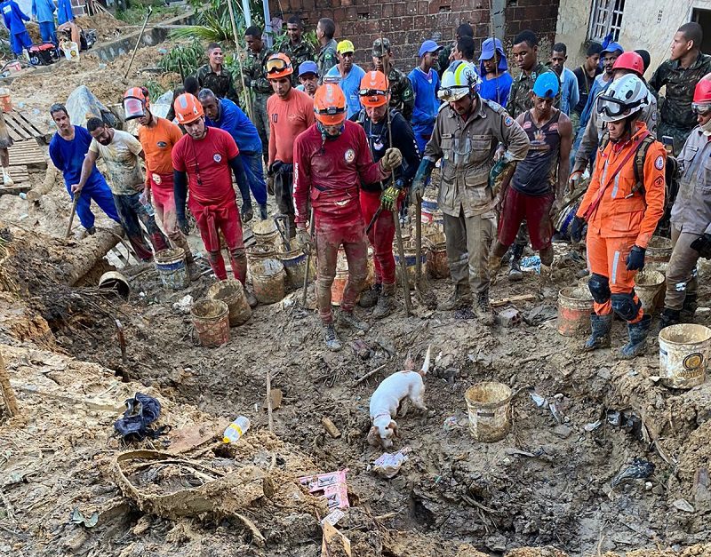 Com ajuda de cadela farejadora, Bombeiros da Bahia localizam vítimas da chuva em Recife
