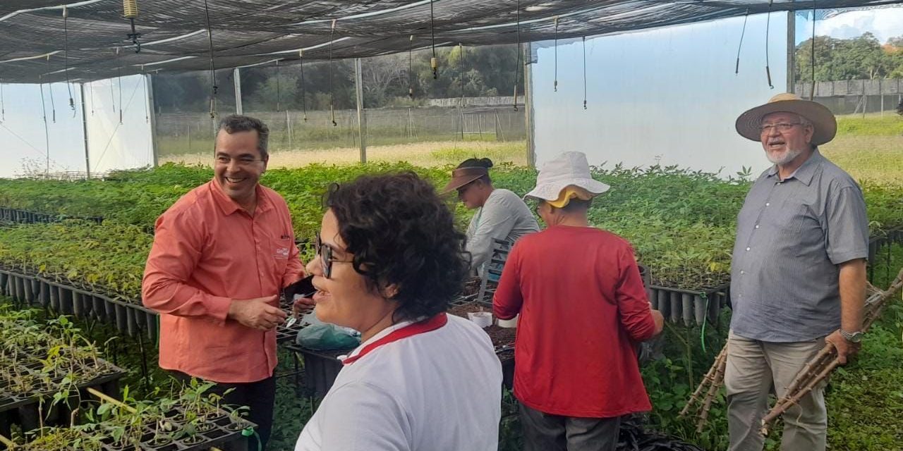 Biofábrica recebe novas variedades de mandioca e abacaxi da Embrapa