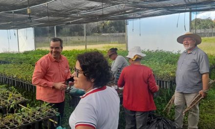 Biofábrica recebe novas variedades de mandioca e abacaxi da Embrapa