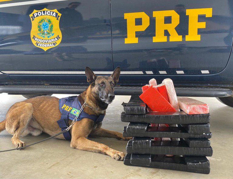 Cães k-9 da PRF auxiliam na apreensão de 27 kg de maconha em Vitória da Conquista