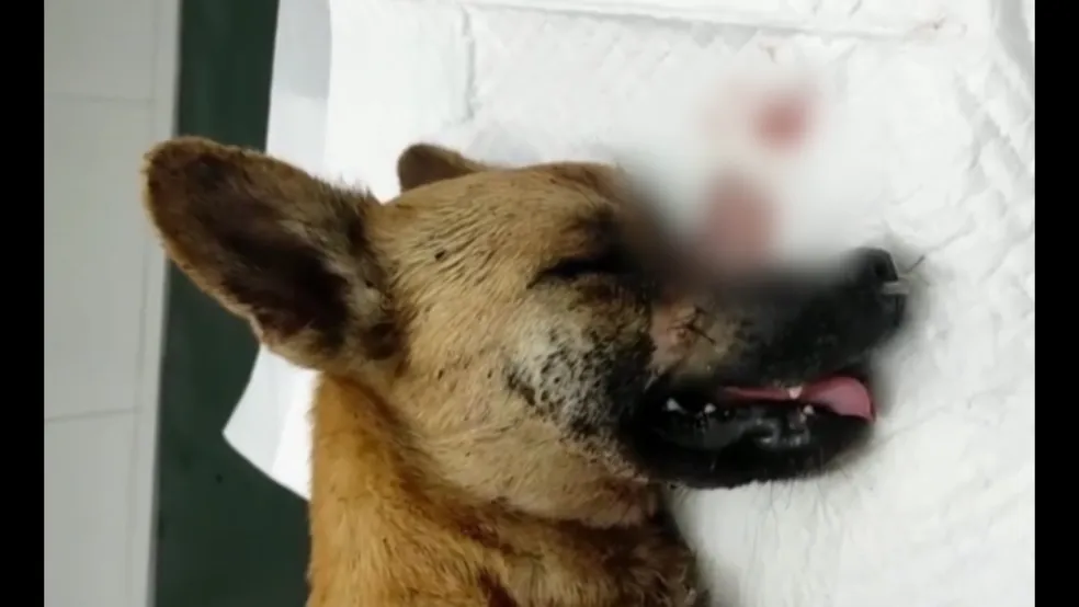Cadela é atacada com golpes de facão e tem patas e focinho cortados; suspeito é denunciado por maus tratos