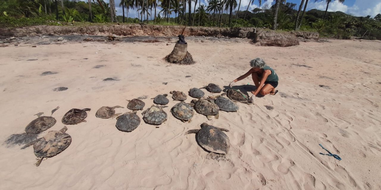 ONG denuncia crime ambiental após encontrar 16 tartarugas mortas em praia da Bahia