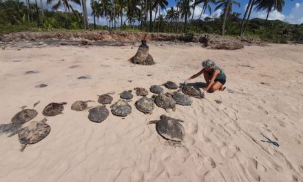 ONG denuncia crime ambiental após encontrar 16 tartarugas mortas em praia da Bahia