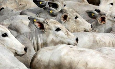 Agência Estadual de Defesa Agropecuária descarta ocorrência do mal da “vaca louca” na Bahia