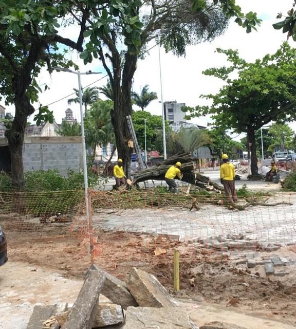Ilhéus: Coletivo denuncia derrubada ilegal de árvores pela prefeitura