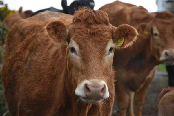 Brasil suspende exportação de carne para China após caso de “vaca louca”
