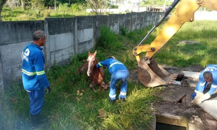 Cavalo é retirado do poço da estação de esgoto do condomínio Jubiabá