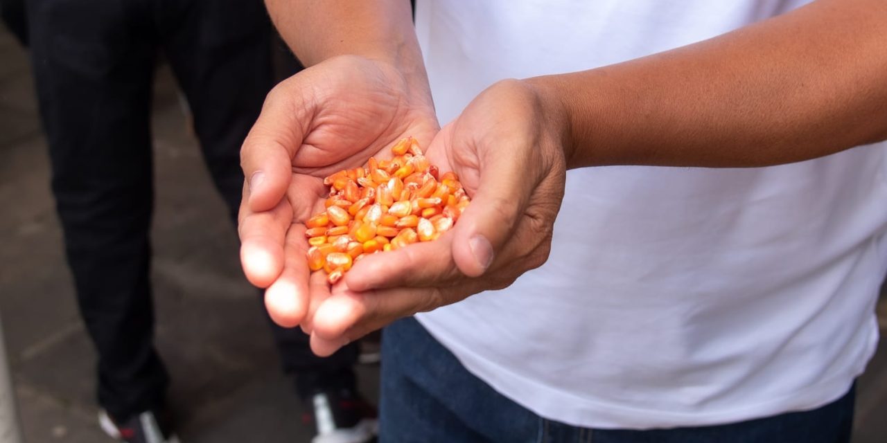 Prefeitura entrega 500 quilos de sementes de milho para agricultores familiares de Itabuna