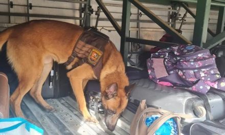 Itabuna: cão policial encontra drogas em mala dentro de ônibus intermunicipal