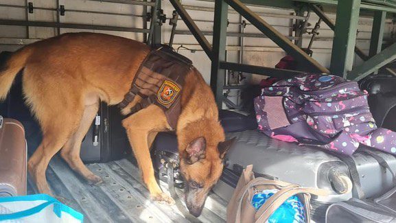 Itabuna: cão policial encontra drogas em mala dentro de ônibus intermunicipal