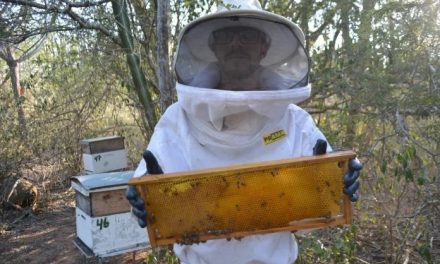 Investimento sustentável fortalece apicultura, gera renda e preserva meio ambiente na Bahia