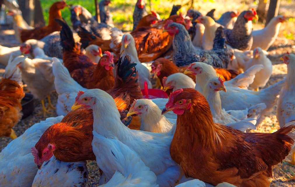 Bahia reforça ações sanitárias para proteger avicultura da Influenza Aviária