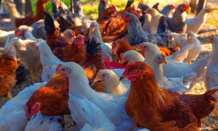 Bahia reforça ações sanitárias para proteger avicultura da Influenza Aviária