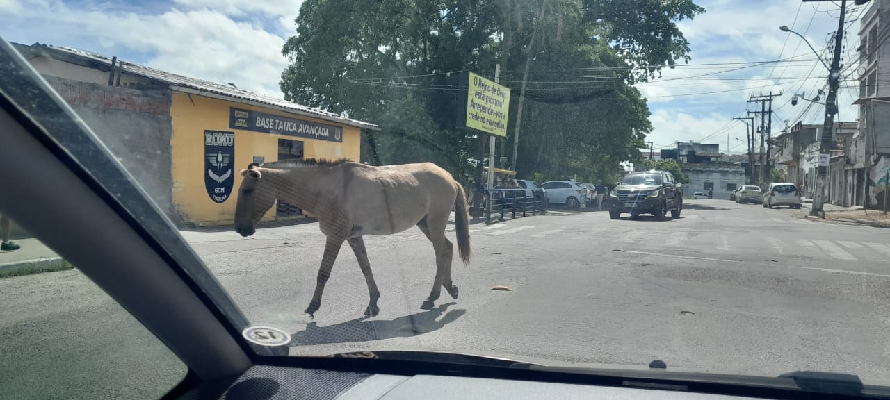 Animal solto provoca riscos de acidente no centro de Itabuna
