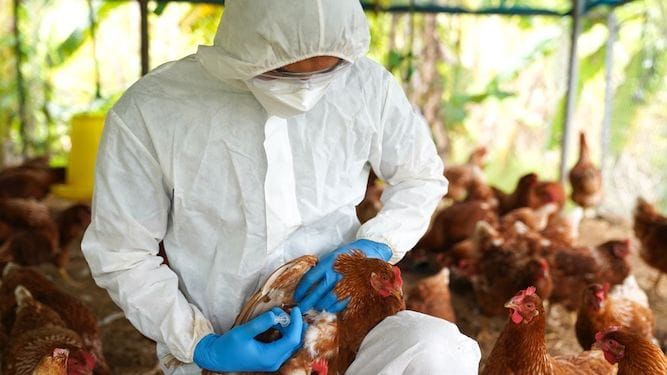 Em ação conjunta com outros estados, Bahia decreta emergência zoossanitária para influenza aviária H5N1