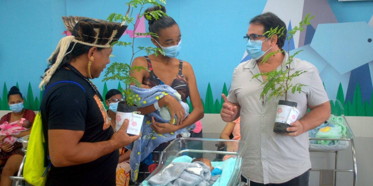 Mudas de pau-brasil doadas pelo Hospital Materno-Infantil e pela Uesc já chegaram a 19 municípios