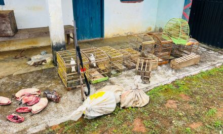 Operação “O Dia da Caça” resgata 31 pássaros; três pessoas são presas e 16 armas são apreendidas