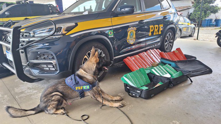 Cão farejador da PRF encontra 50 Kg de maconha em bagageiro de ônibus na BR-116