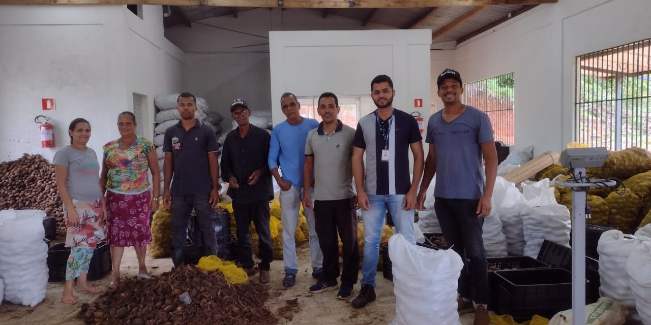 Exportação de coco de piaçava pela agricultura familiar reforça relações comerciais entre Bahia e Egito