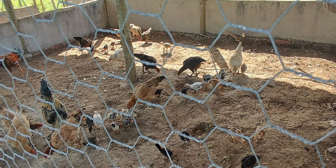 Criação de galinhas caipiras transforma realidade de agricultores familiares em Maragogipe