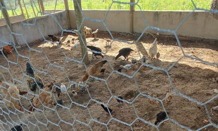 Criação de galinhas caipiras transforma realidade de agricultores familiares em Maragogipe