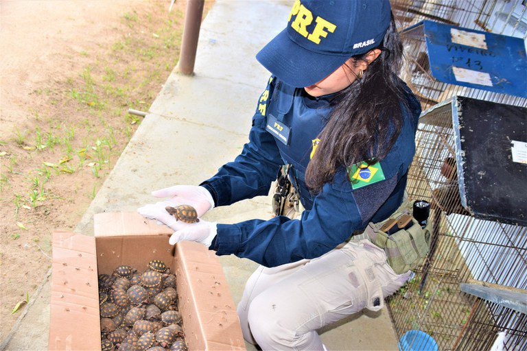 PRF resgata 2 mil animais silvestres que eram transportados em porta-malas de carro na BR-101