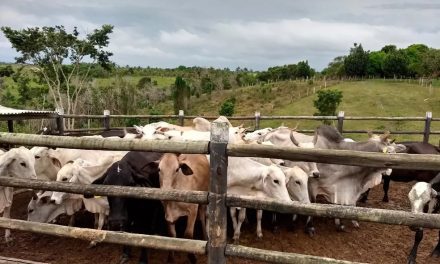 SSP amplia ações de repressão a furto e roubo de gado na Bahia