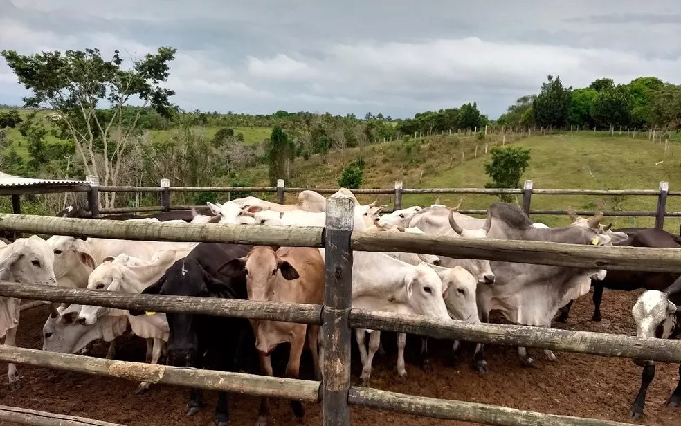 SSP amplia ações de repressão a furto e roubo de gado na Bahia