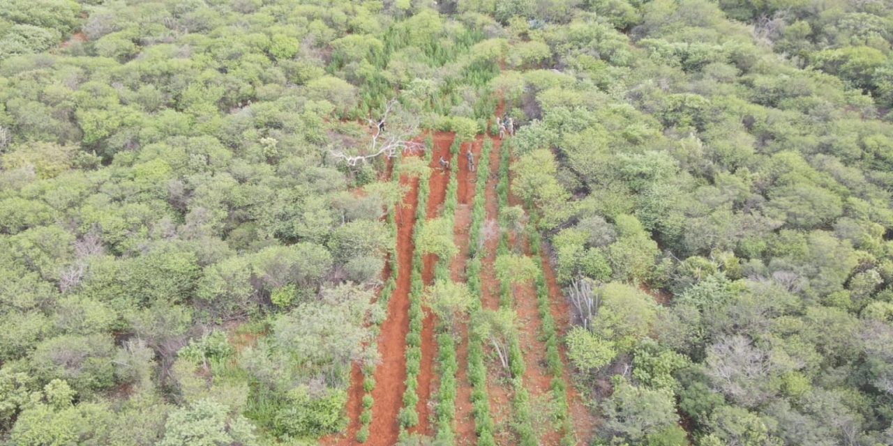 Polícias Militar e Federal descobrem plantação que geraria uma tonelada de maconha