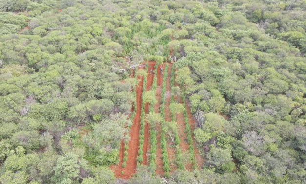 Polícias Militar e Federal descobrem plantação que geraria uma tonelada de maconha